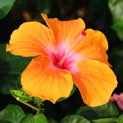 Hibiscus BV