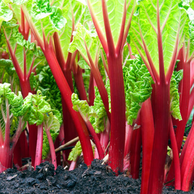 Rhubarb WBV