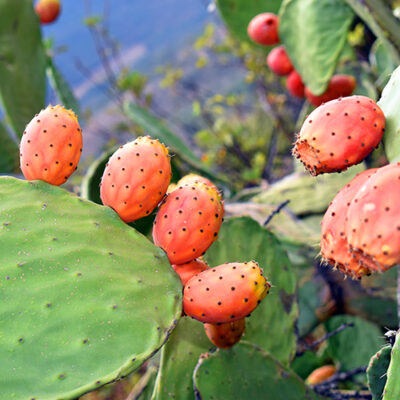 Prickly Pear EVOO