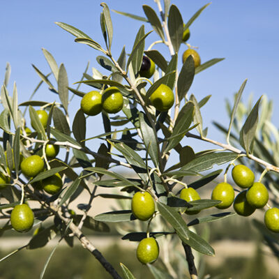 Chilean Hojiblanca VAR