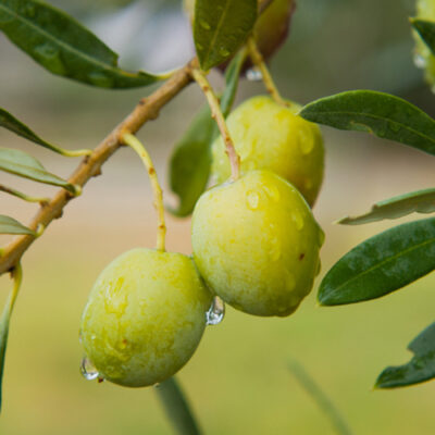 Chilean Nocellara VAR